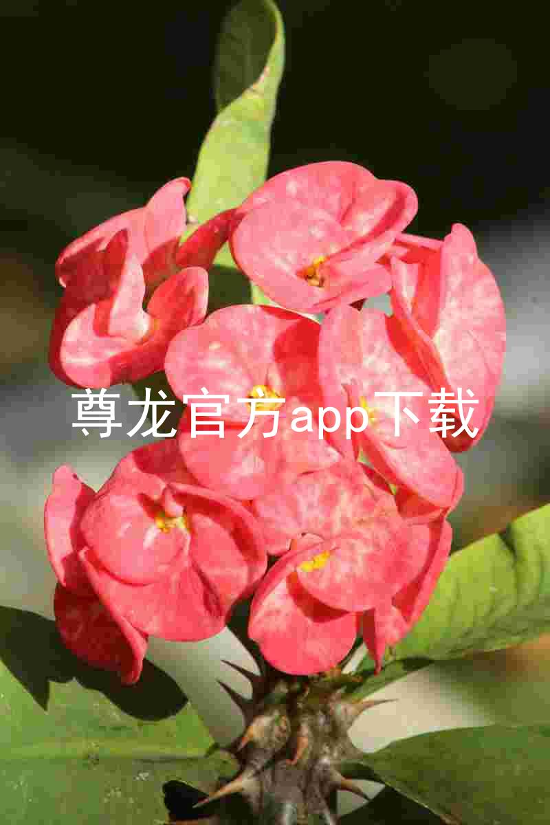尊龙官方app下载
